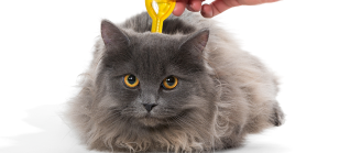 Vermifuge du chat